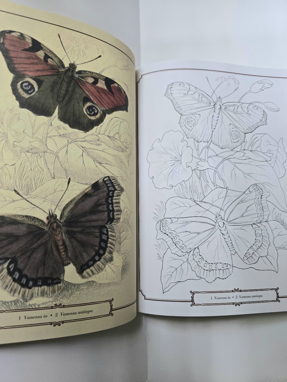 The Beautiful Nature Adult Vintage Coloring Book - Picture 8 of 15